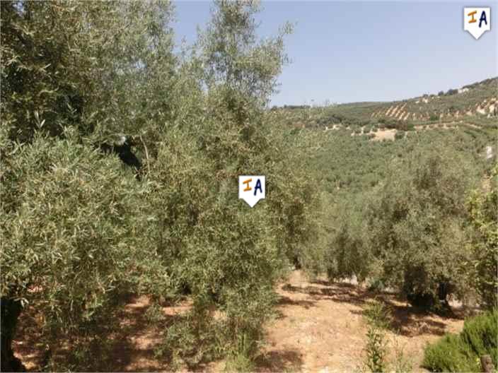 Countryhome for sale in Guardamar and surroundings 13