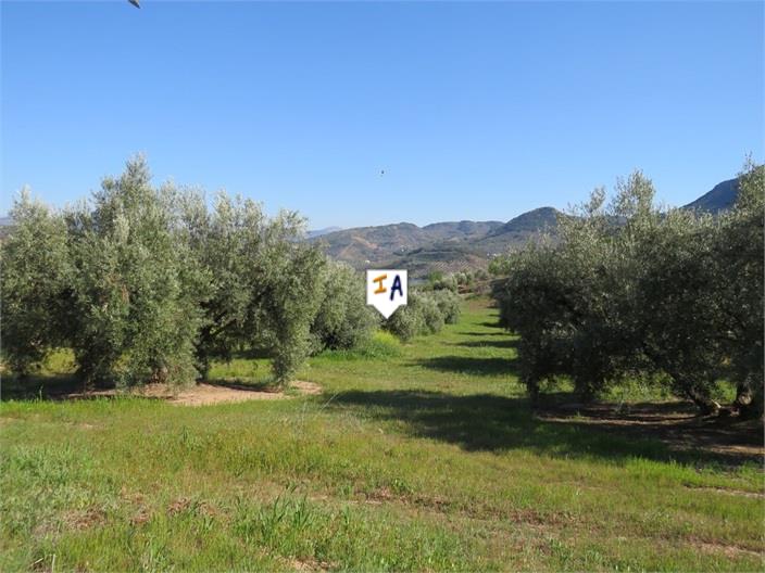 Plot for sale in Guardamar and surroundings 9