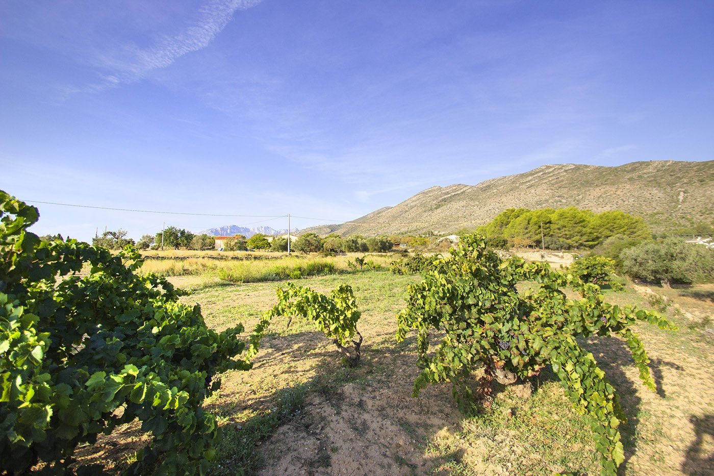 Casas de Campo en venta en Alicante 13
