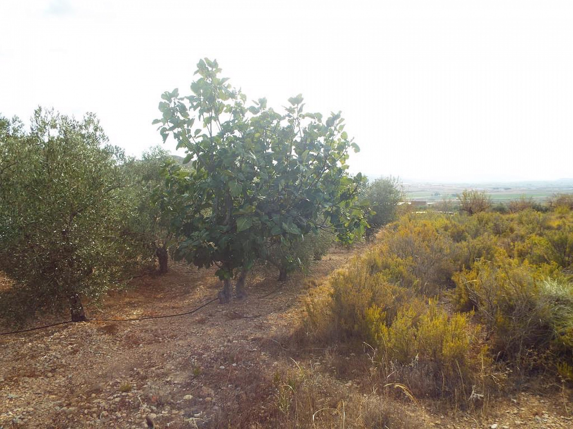 Размер собственного участка для продажи в Guardamar and surroundings 6