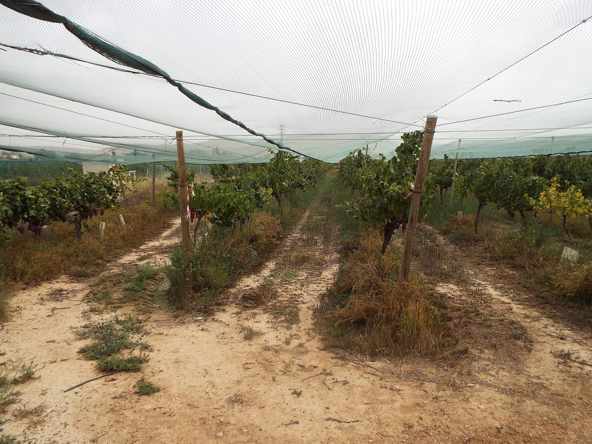 Plot à vendre à Alicante 13