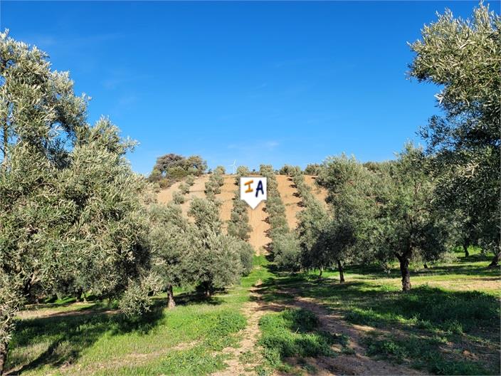 Countryhome for sale in Towns of the province of Seville 15