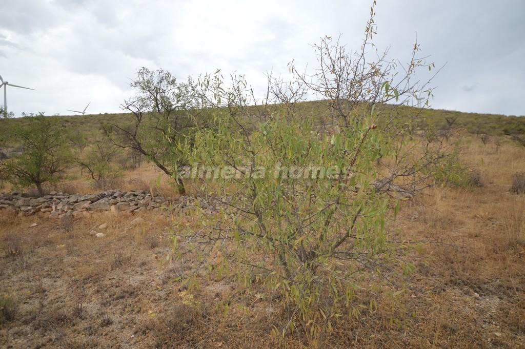 Plot for sale in Almería and surroundings 3