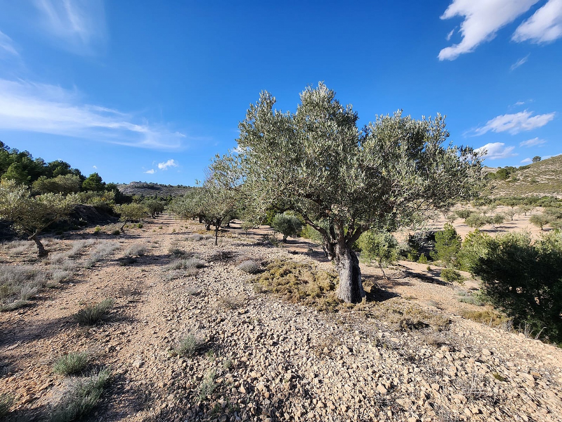 Hus på landet till salu i Alicante 11