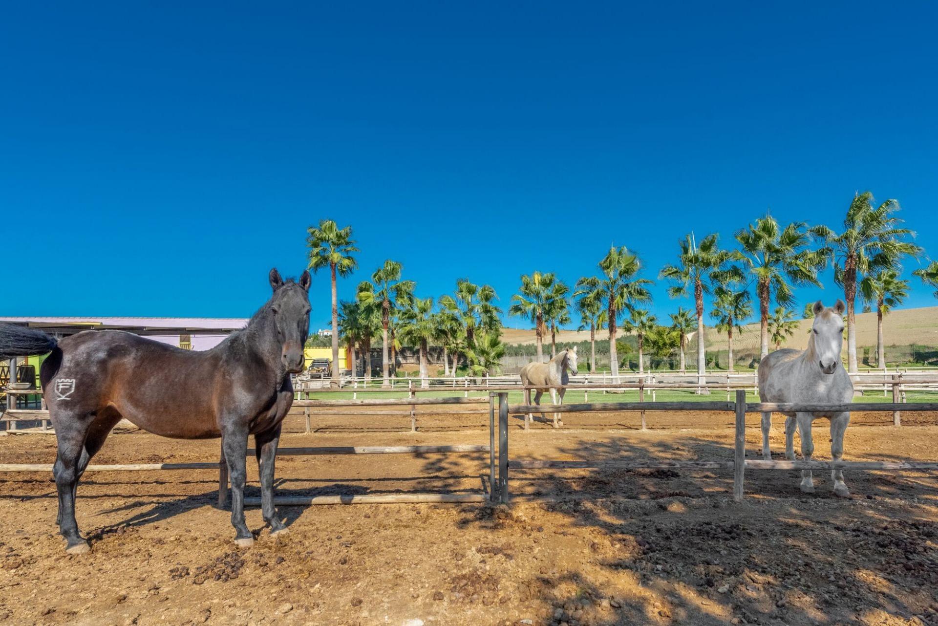 Casas de Campo en venta en Cártama 10