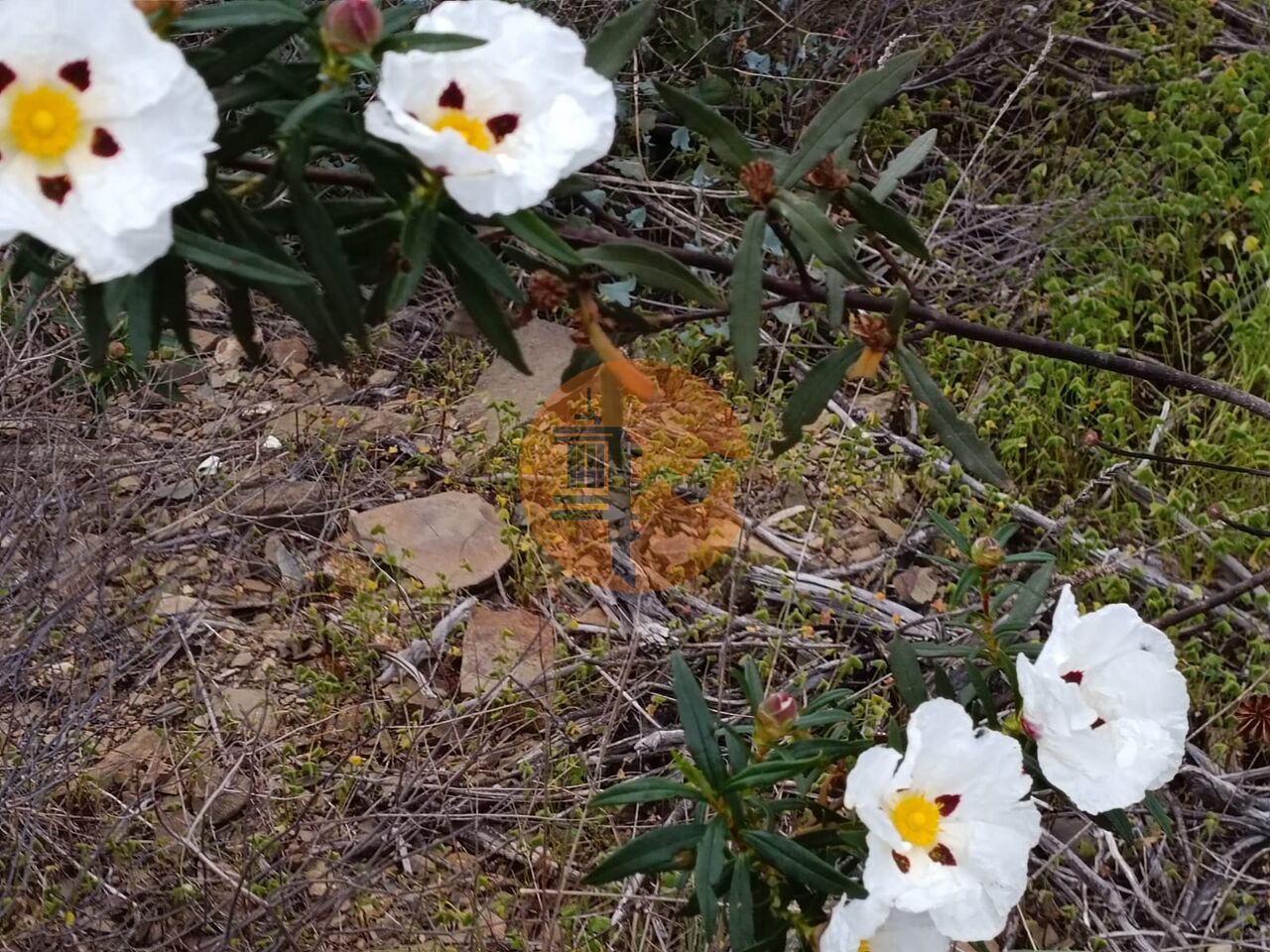 Działka na sprzedaż w Faro 8