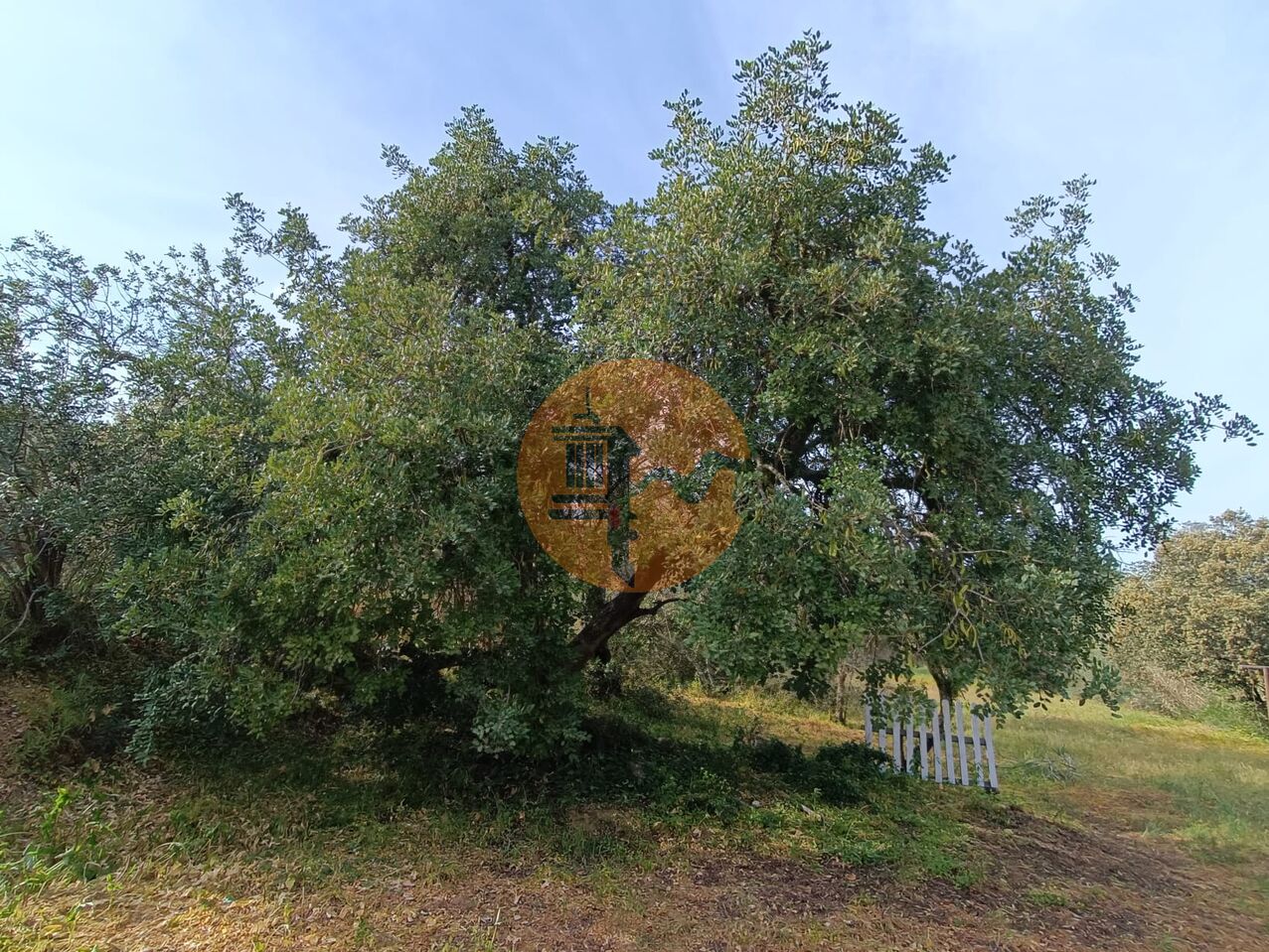 Plot à vendre à Faro 20