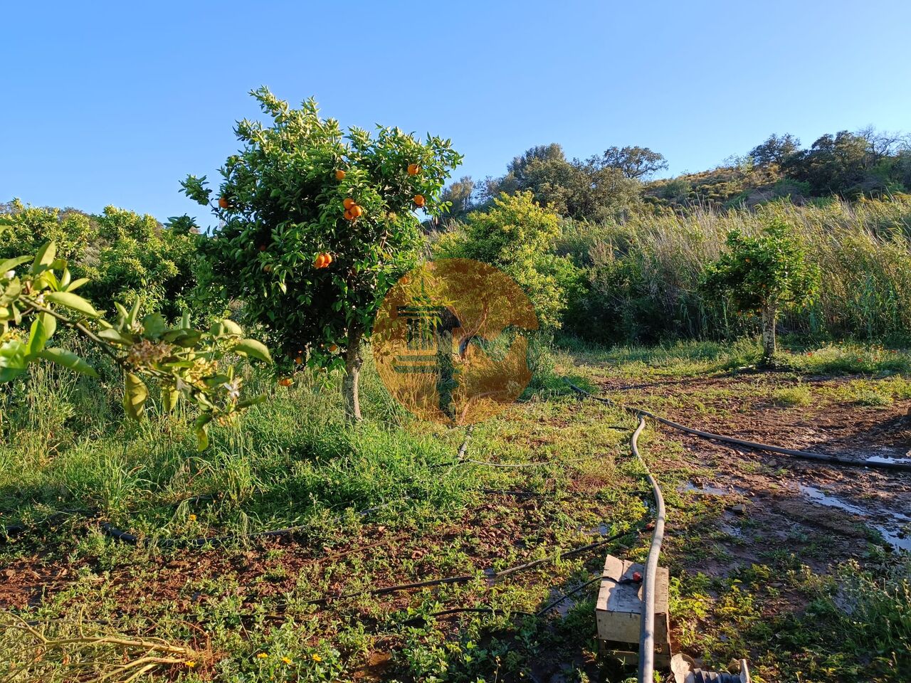 Property Image 592335-castro-marim-plot