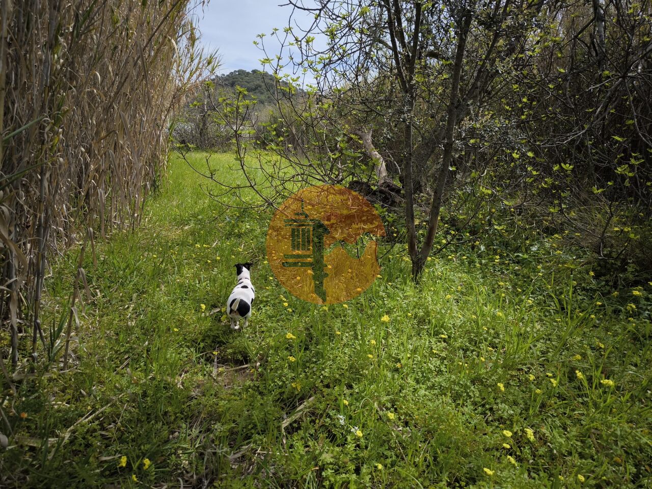 Działka na sprzedaż w Faro 35