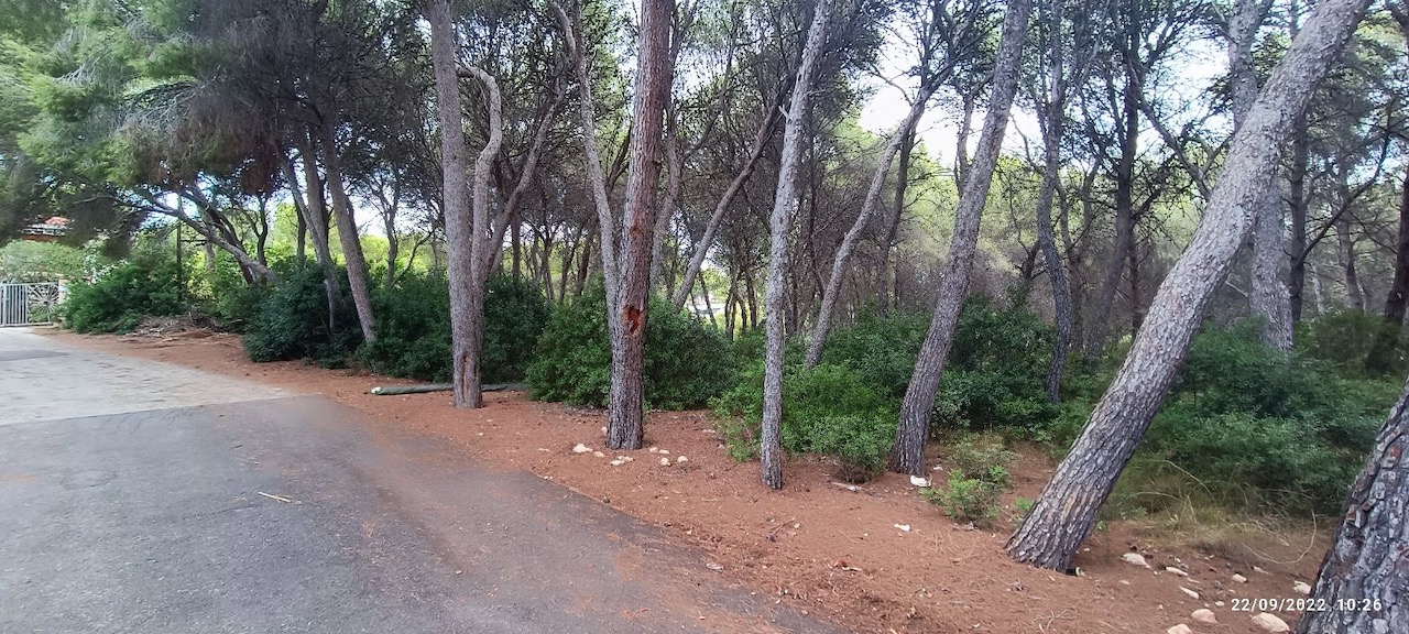 Plot for sale in Guardamar and surroundings 10