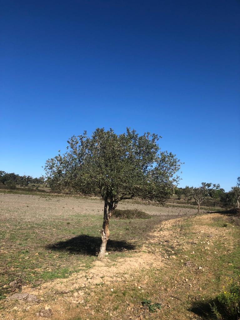 Plot en venta en Setúbal Peninsula 11