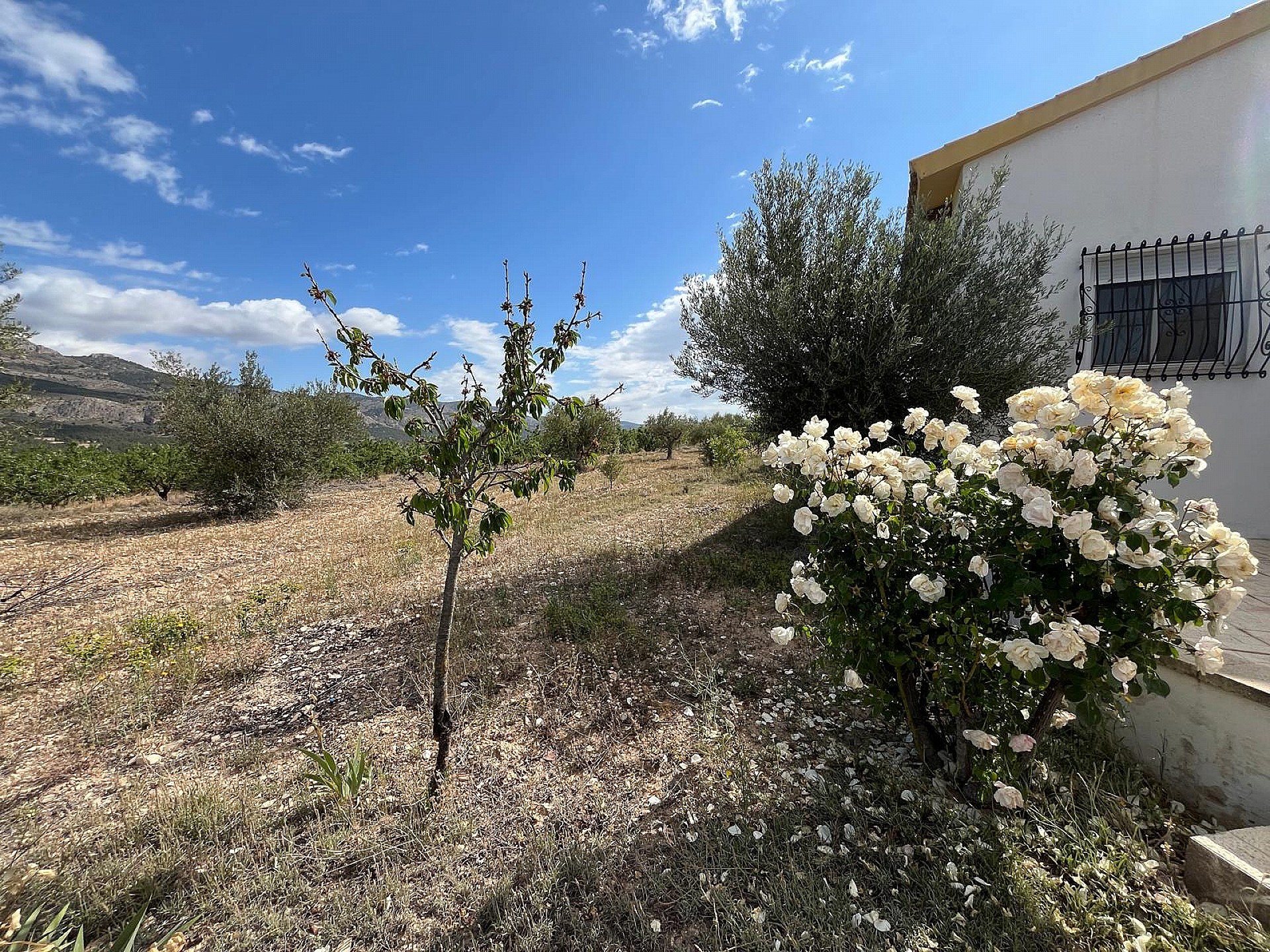 Casas de Campo en venta en Alicante 35