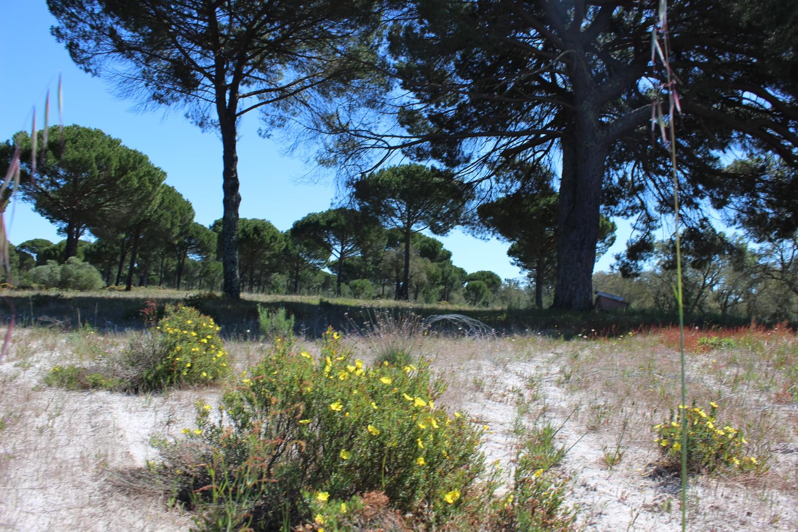 Maison de campagne à vendre à Setúbal Peninsula 15