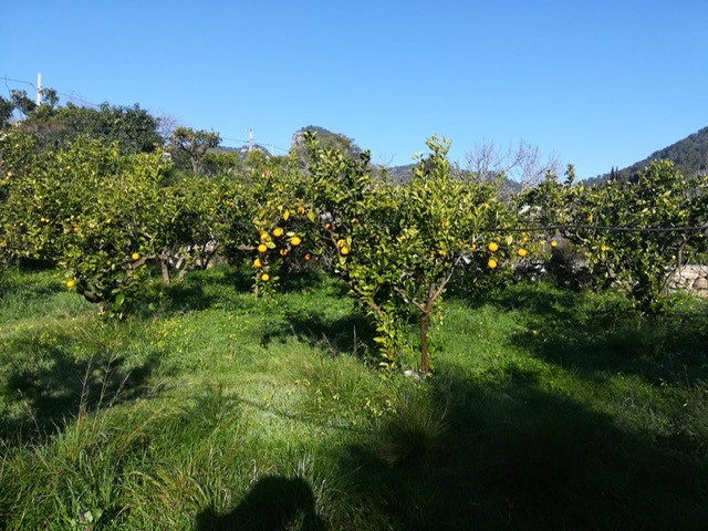 Countryhome for sale in Mallorca East 1