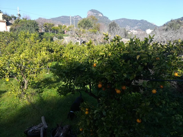 Landhaus zum Verkauf in Mallorca East 18