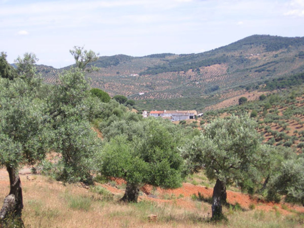 Landhaus zum Verkauf in Guardamar and surroundings 100