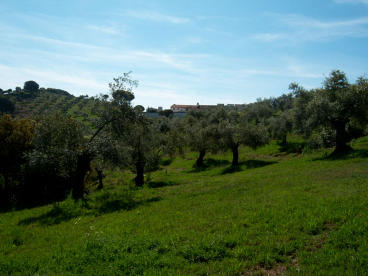 Countryhome na sprzedaż w Guardamar and surroundings 104