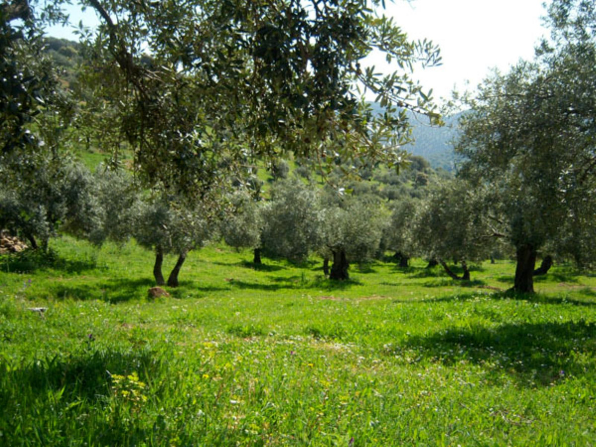 Landhaus zum Verkauf in Guardamar and surroundings 105