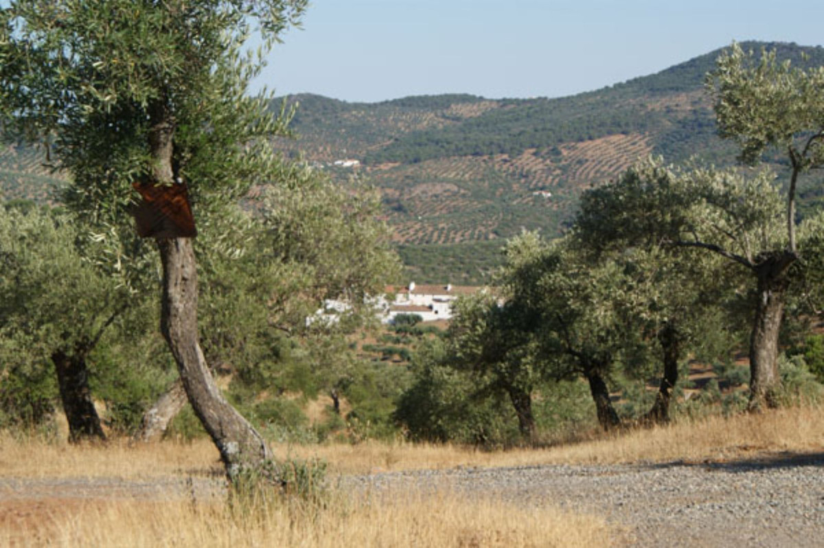 Landhaus zum Verkauf in Guardamar and surroundings 23