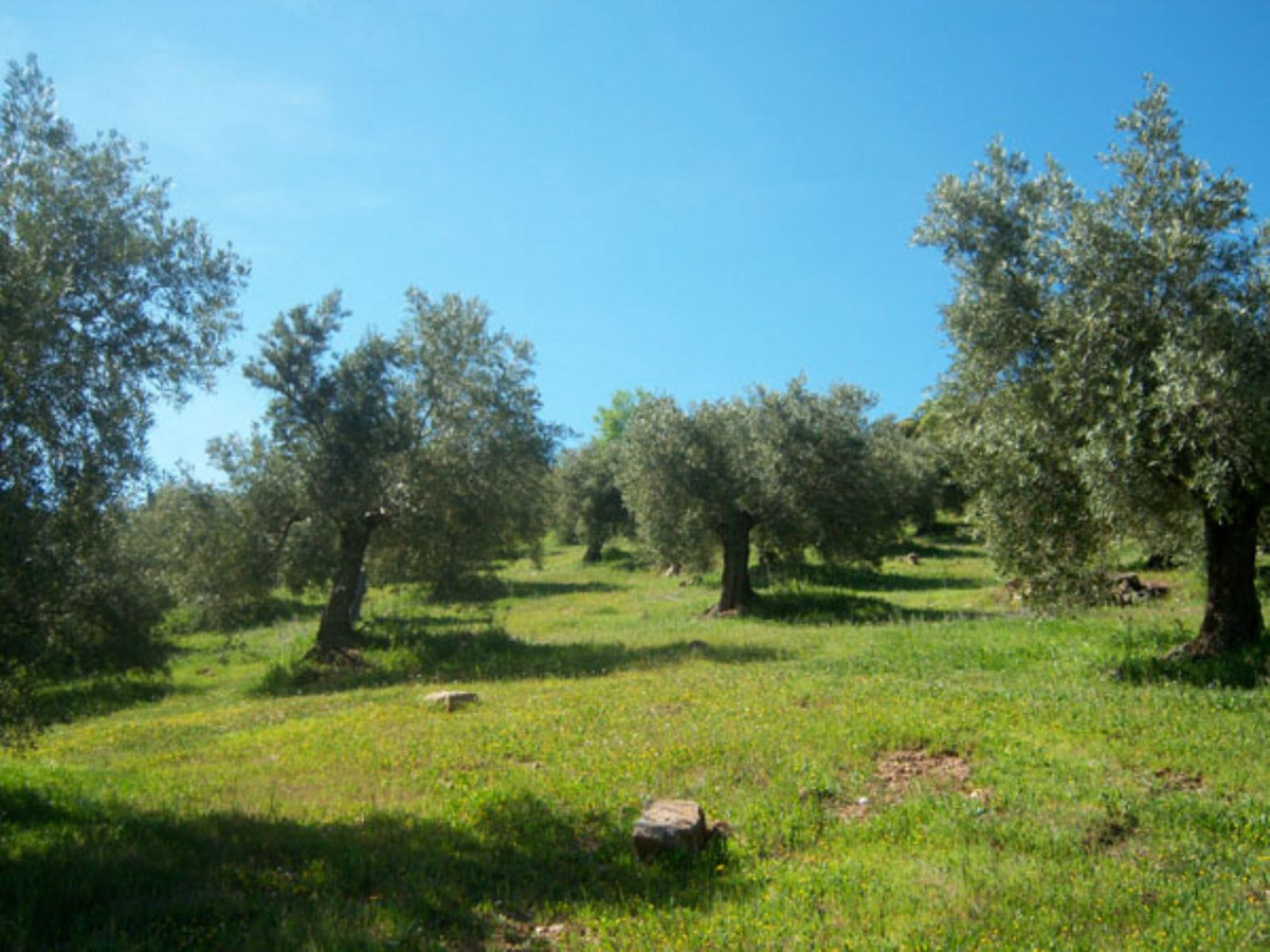 Landhaus zum Verkauf in Guardamar and surroundings 90