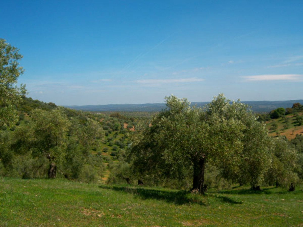 Countryhome na sprzedaż w Guardamar and surroundings 94