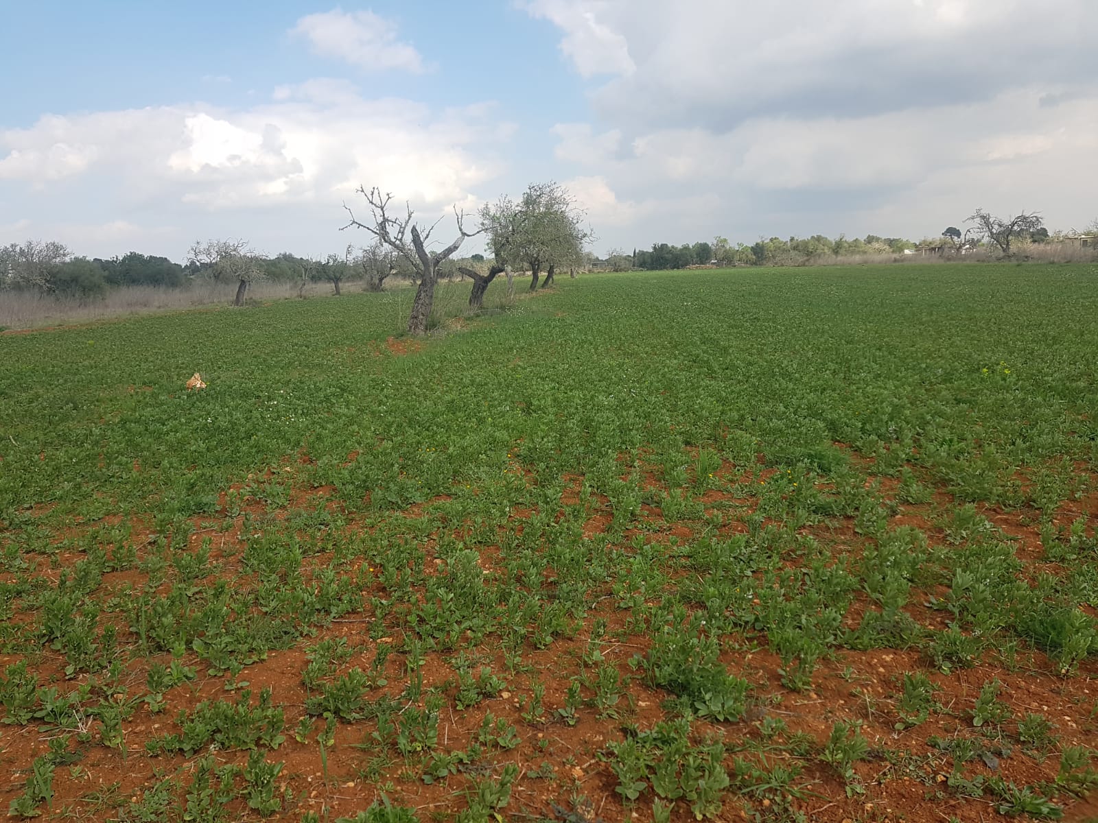 Plot for sale in Mallorca East 4