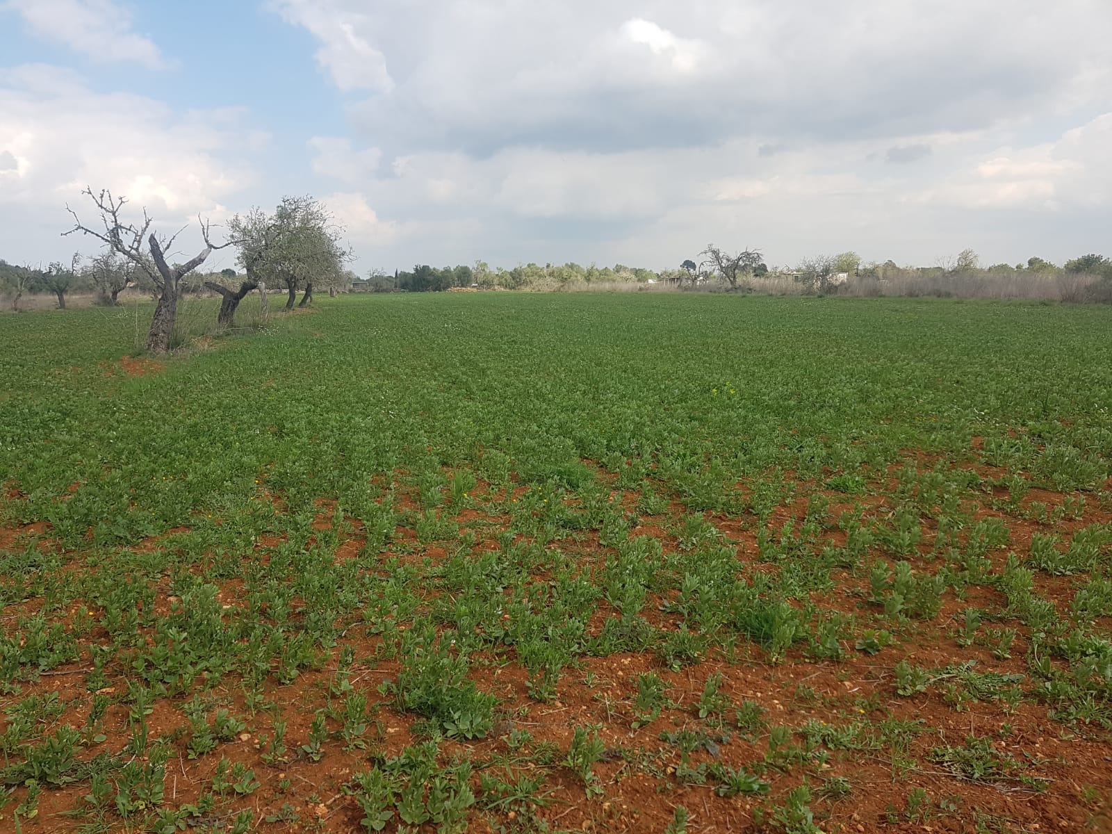 Plot for sale in Mallorca East 9