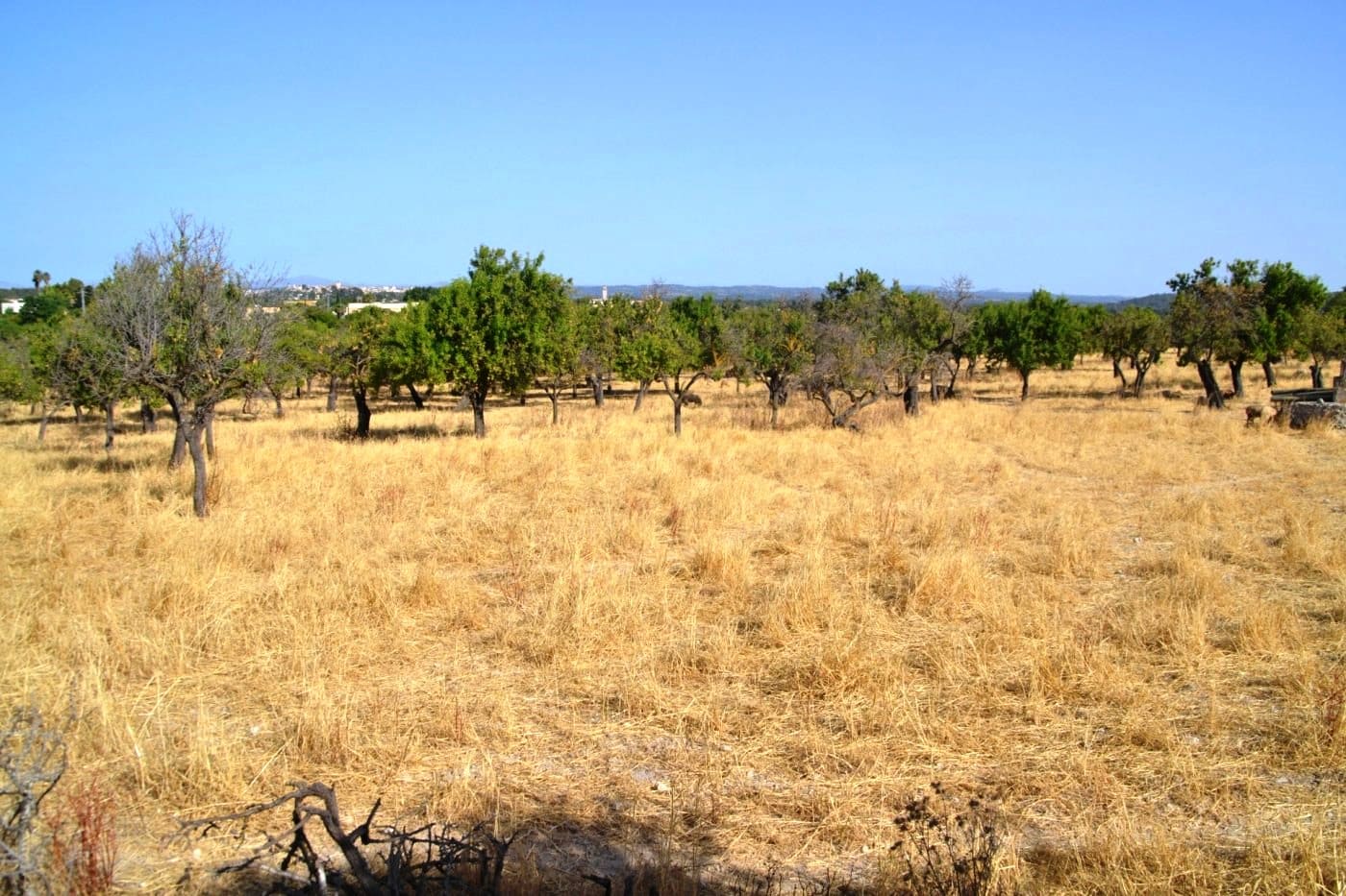 Haus zum Verkauf in Mallorca East 12