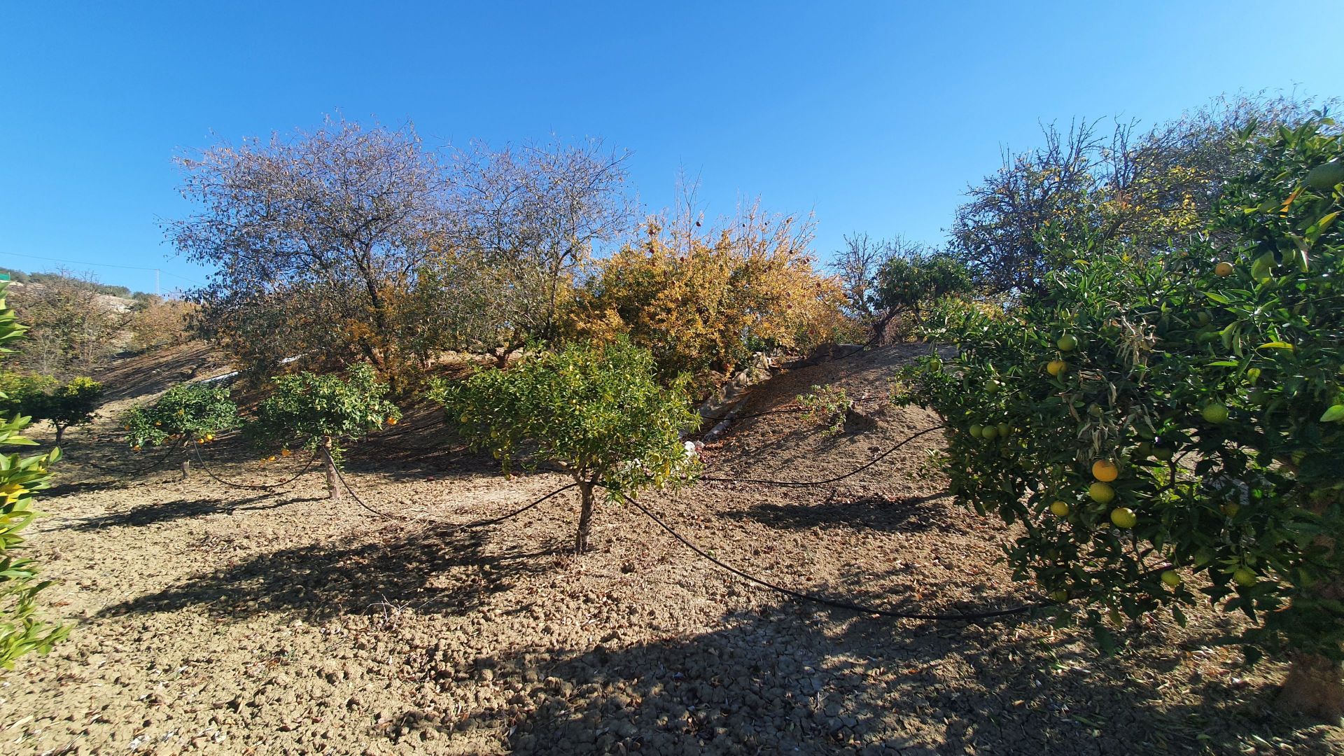 Plot à vendre à Alhaurín 5