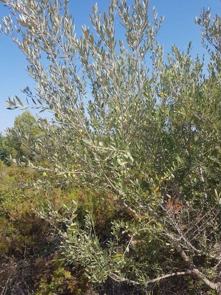 Maison de campagne à vendre à Vinaroz 5