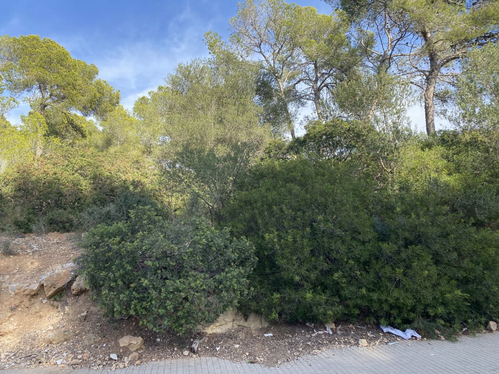 Plot for sale in Mallorca Southwest 1