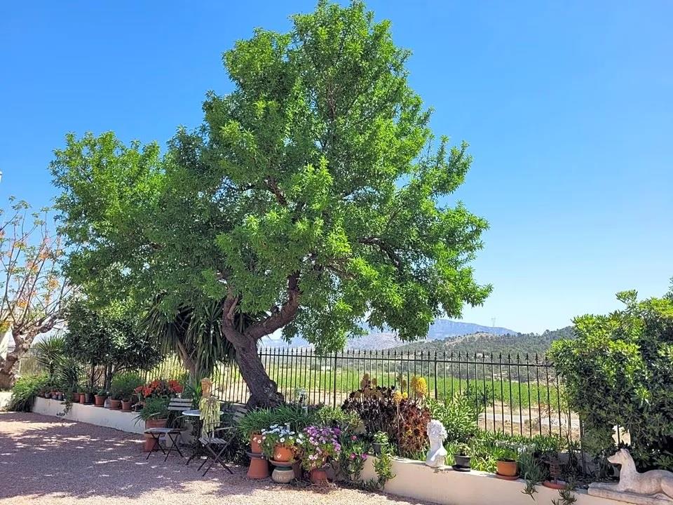 Villa à vendre à Alicante 19