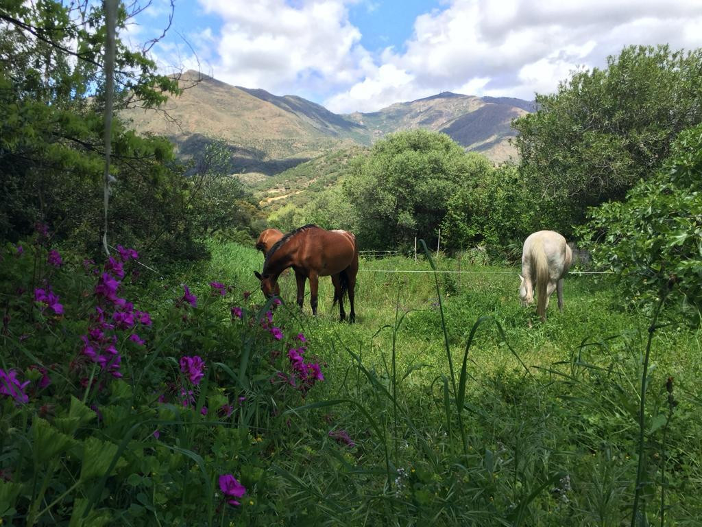 Chalé en venta en Casares 49