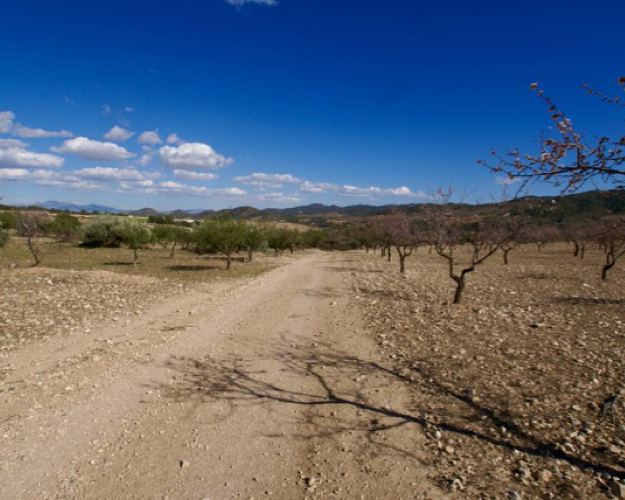 Plot à vendre à Lorca 1