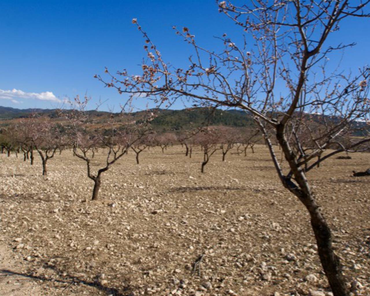 Plot à vendre à Lorca 2