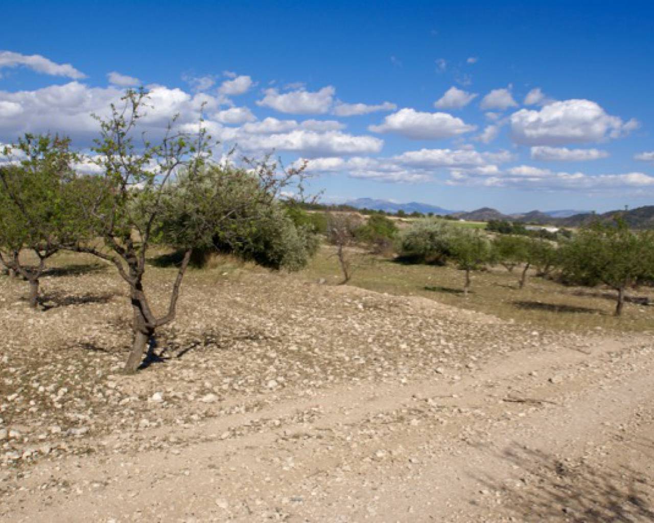 Plot for sale in Lorca 8