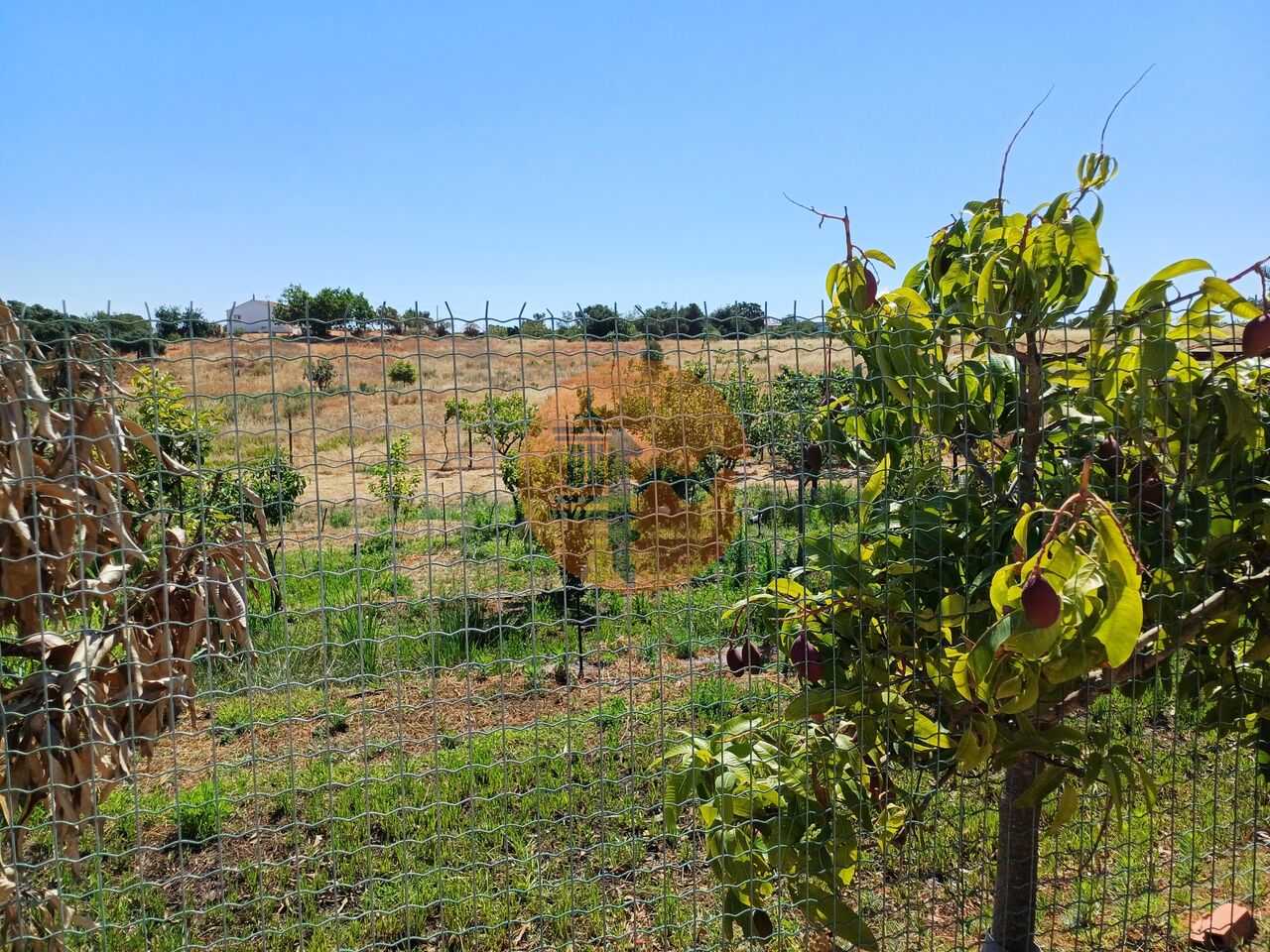 Villa à vendre à Faro 5