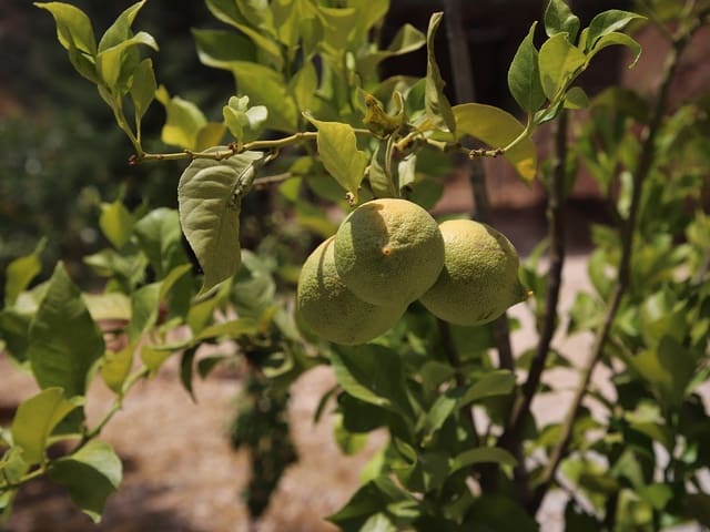 Chalé en venta en Málaga 32