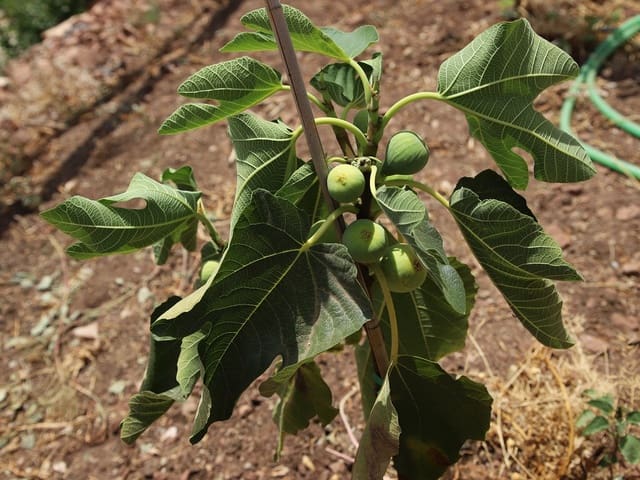 Chalé en venta en Málaga 39