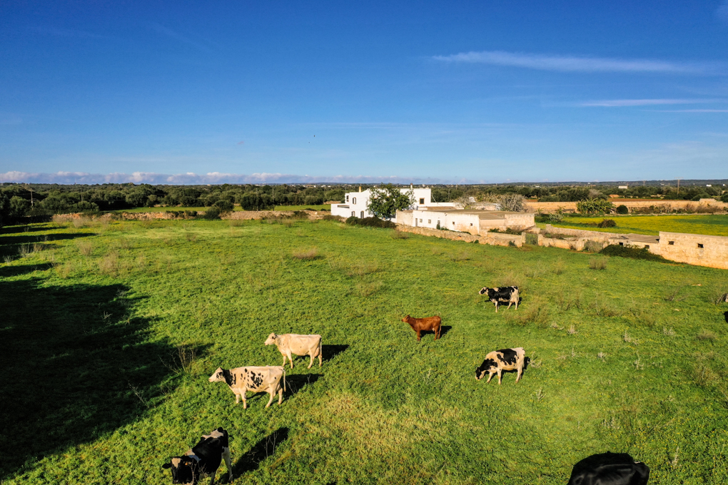 Landhaus zum Verkauf in Menorca West 16