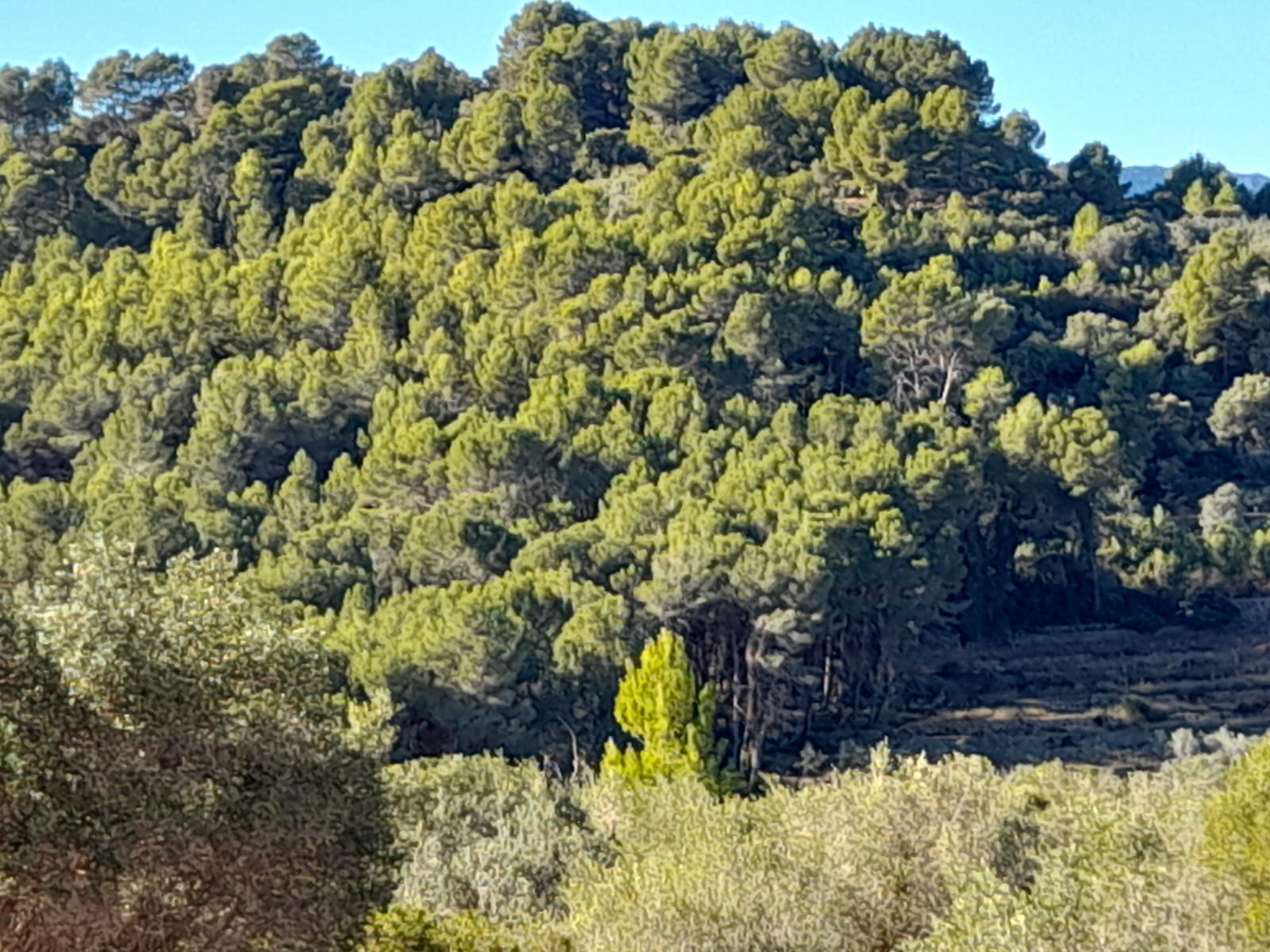 Plot zum Verkauf in Alicante 8