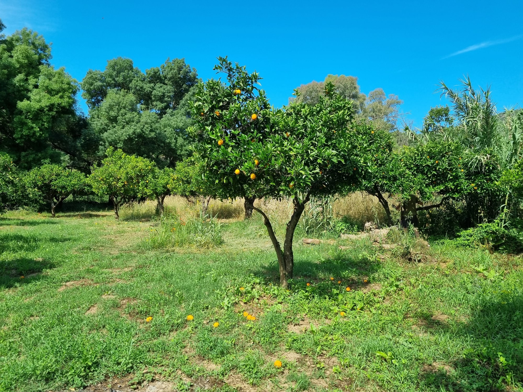 Landhaus zum Verkauf in Málaga 6