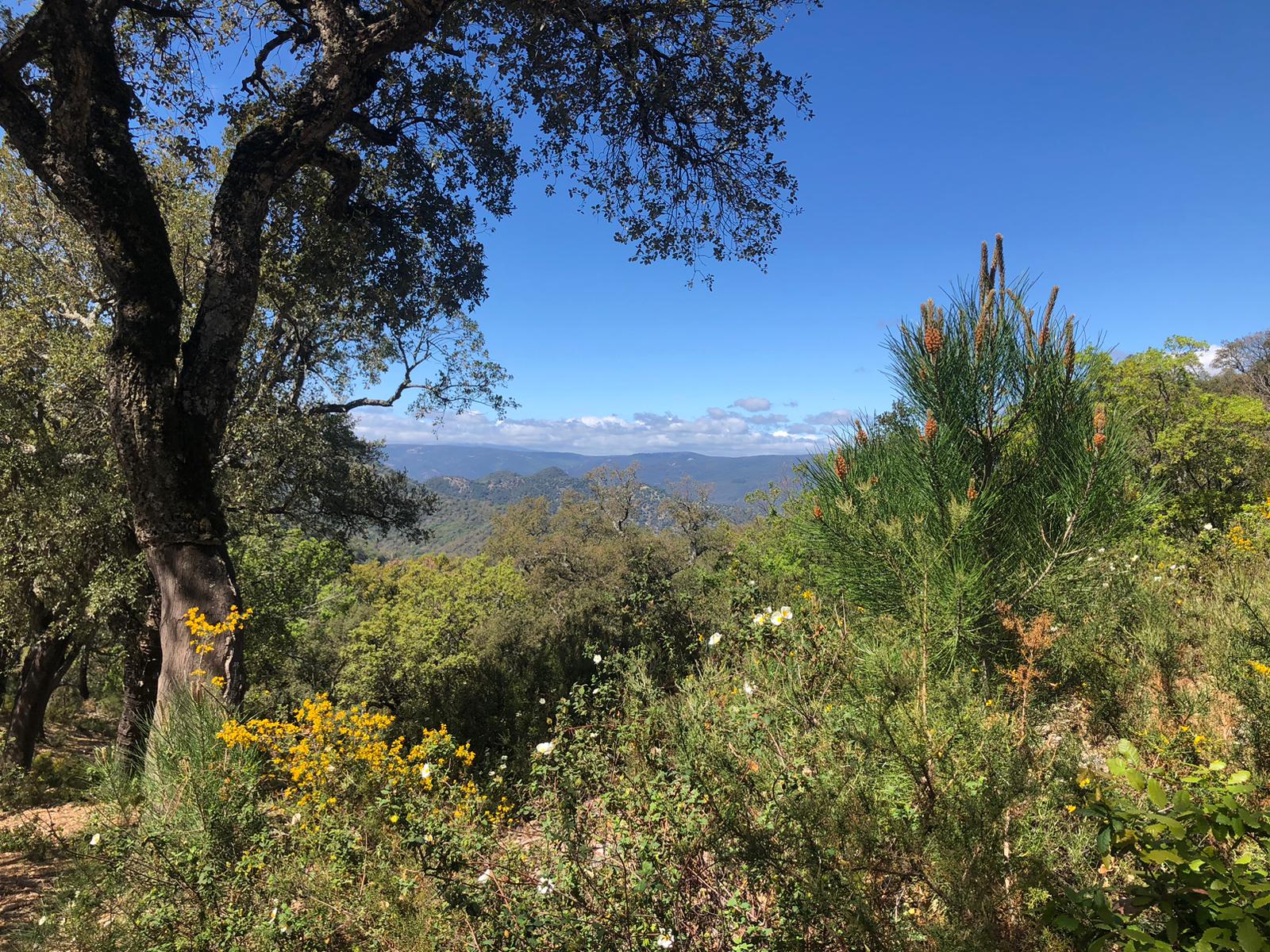 Tomt till salu i Málaga 5