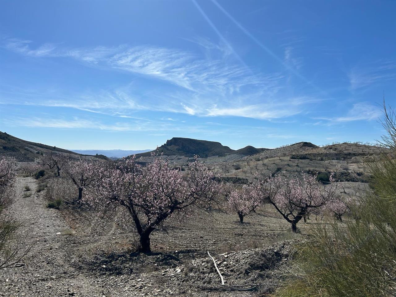 Haus zum Verkauf in Almería and surroundings 15