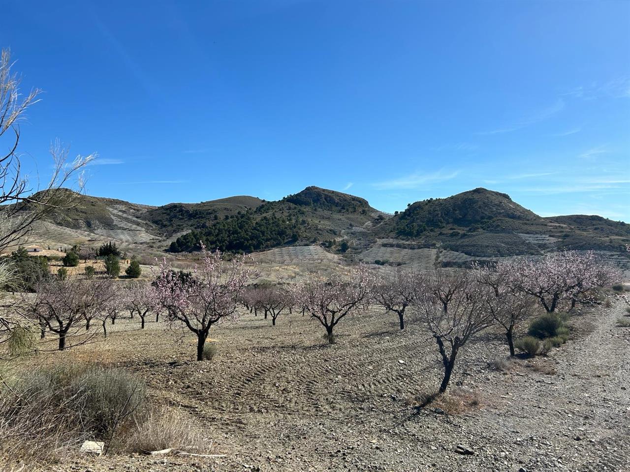 Haus zum Verkauf in Almería and surroundings 16