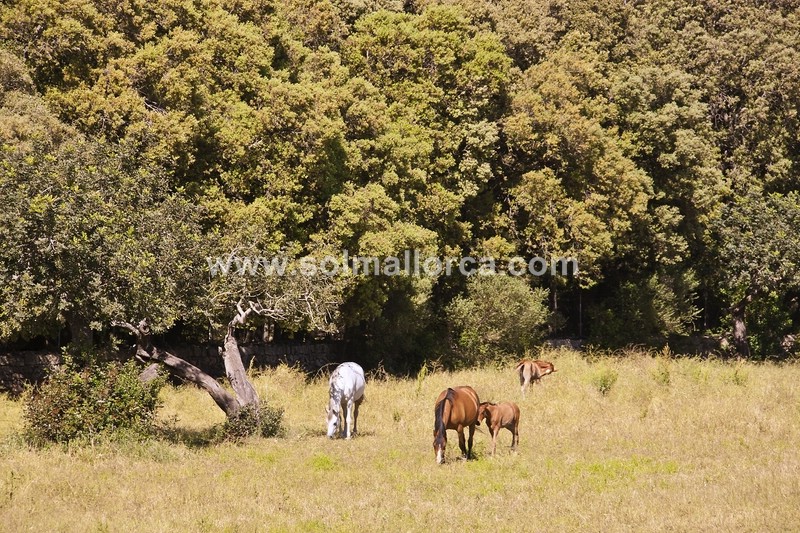 Countryhome for sale in Mallorca North 17