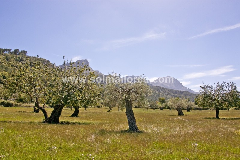 Countryhome te koop in Mallorca North 5