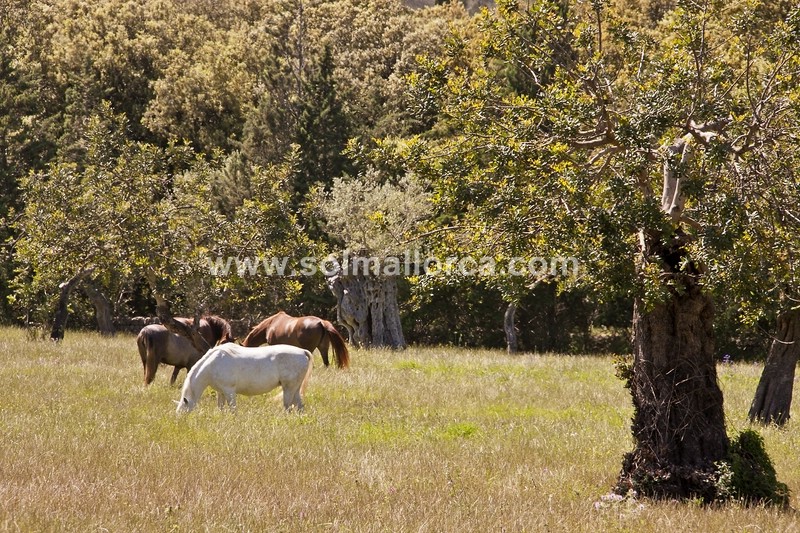 Casas de Campo en venta en Mallorca North 7