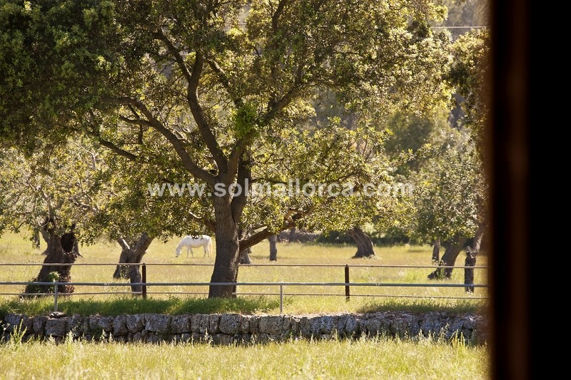 Countryhome for sale in Mallorca North 8