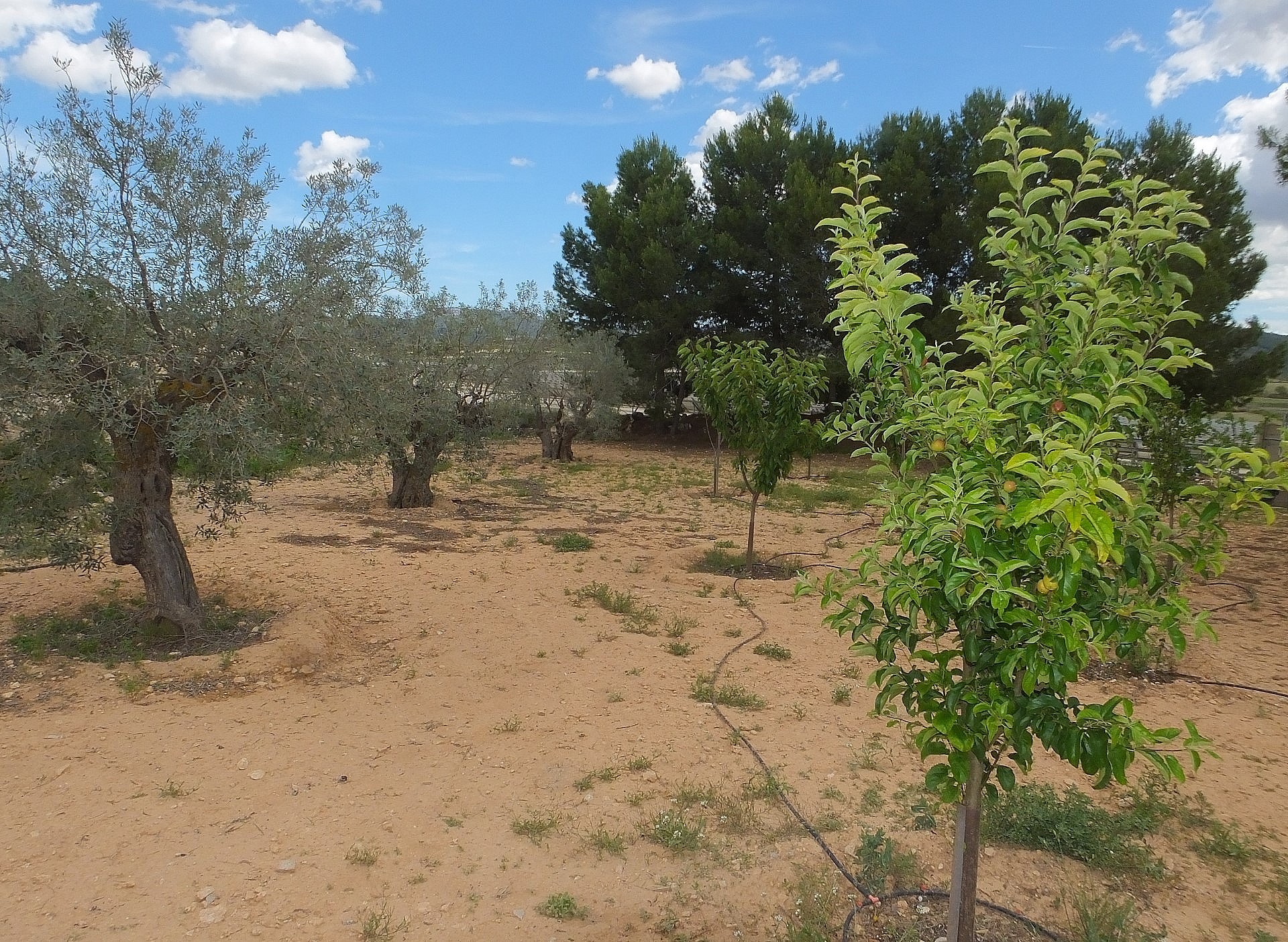 Countryhome for sale in Guardamar and surroundings 21